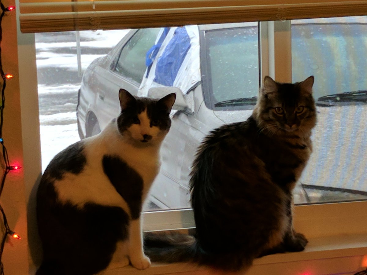 casxkitty's tweet photo. @Jeff_like_Feff Do you like big, fat cats? These are mine! https://t.co/VfTi5P5zas