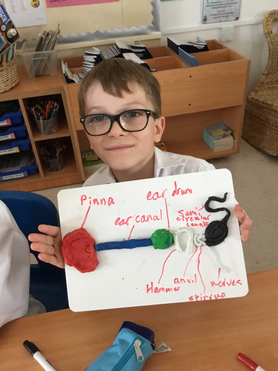 BSMuscatY4's tweet photo. Discovering how the human ear works. @BSMuscat @BSMuscatPrimary @BSMuscatScience #hpl #discovery_learning https://t.co/p9b5SIBLYO