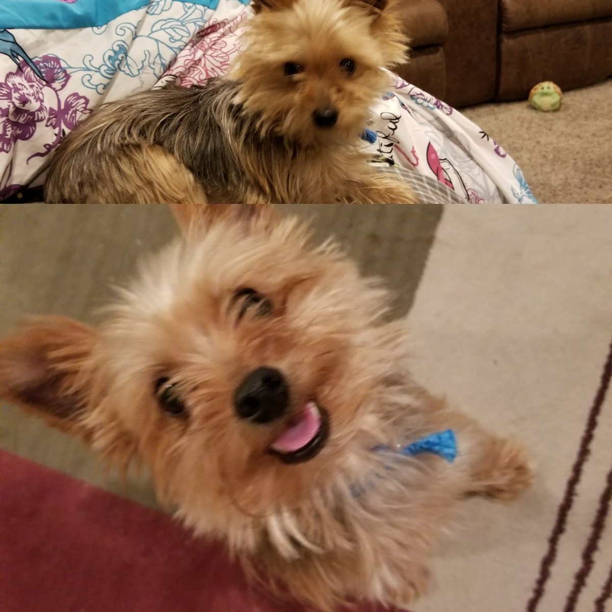 mslantzartclass's tweet photo. Forgot to post on Friday! Here is Max! #aedu209trolls https://t.co/5160deDiUP