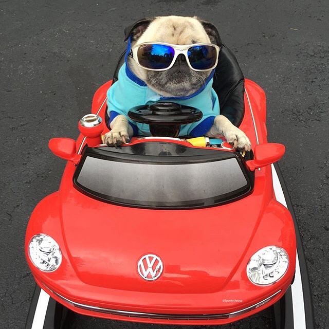 DesignatedDog's tweet photo. Sorry it's a one-seater! #designateddog #pugs https://t.co/AY6k6AsZ0V