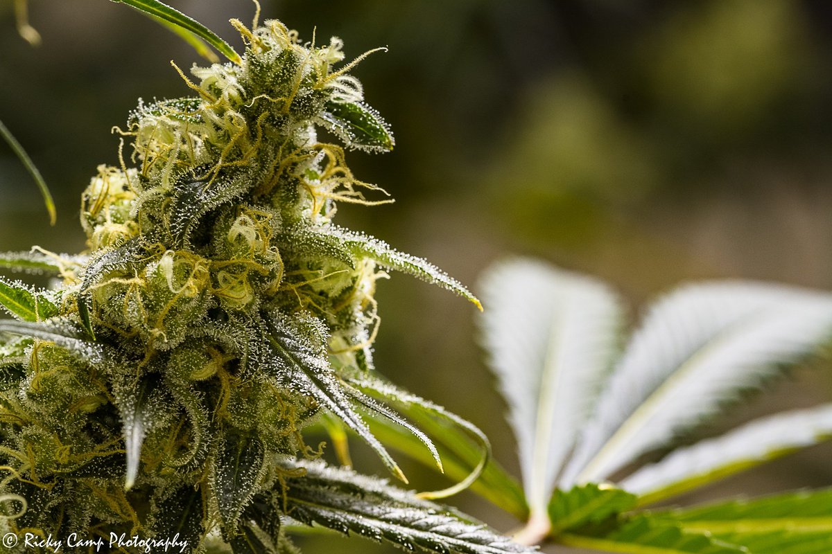 <a href="/brosgrimmseeds/">brothersgrimmseeds</a> weekly #yourcrosstobear contest!!! #apollo13 #cannabis #breedbyexample #marijuana 
instagram.com/p/Ba1mzHZlKxB/