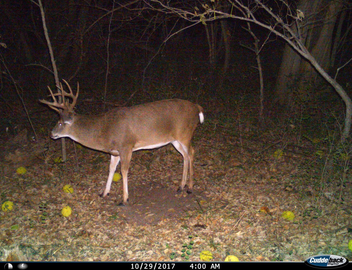 KincaidEric's tweet photo. Bucks of all shapes and sizes on this scrape in the last week. https://t.co/OaYs4L3fXm