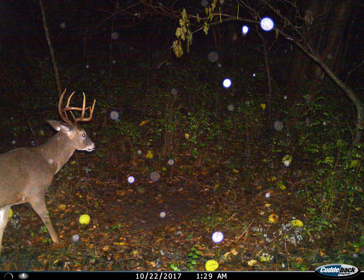 KincaidEric's tweet photo. Bucks of all shapes and sizes on this scrape in the last week. https://t.co/OaYs4L3fXm