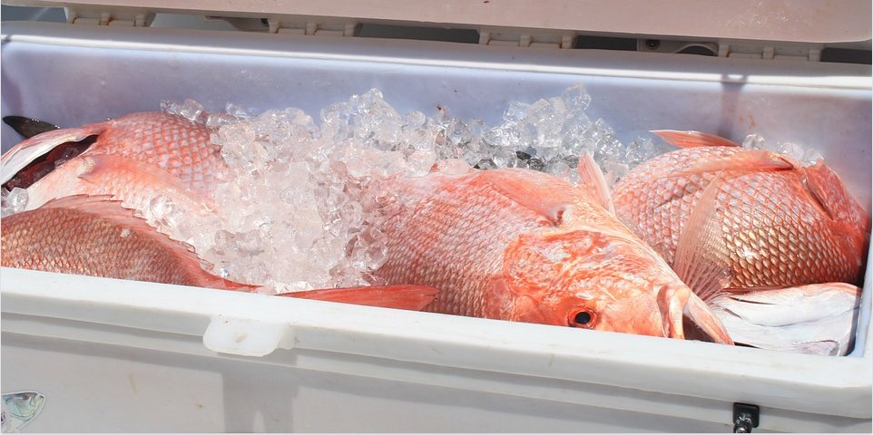 Fish_Docktor's tweet photo. Good news for those who like SC red snapper or have always wanted to try it: https://t.co/7qctHS9SyY #open https://t.co/PjbvwcqctJ