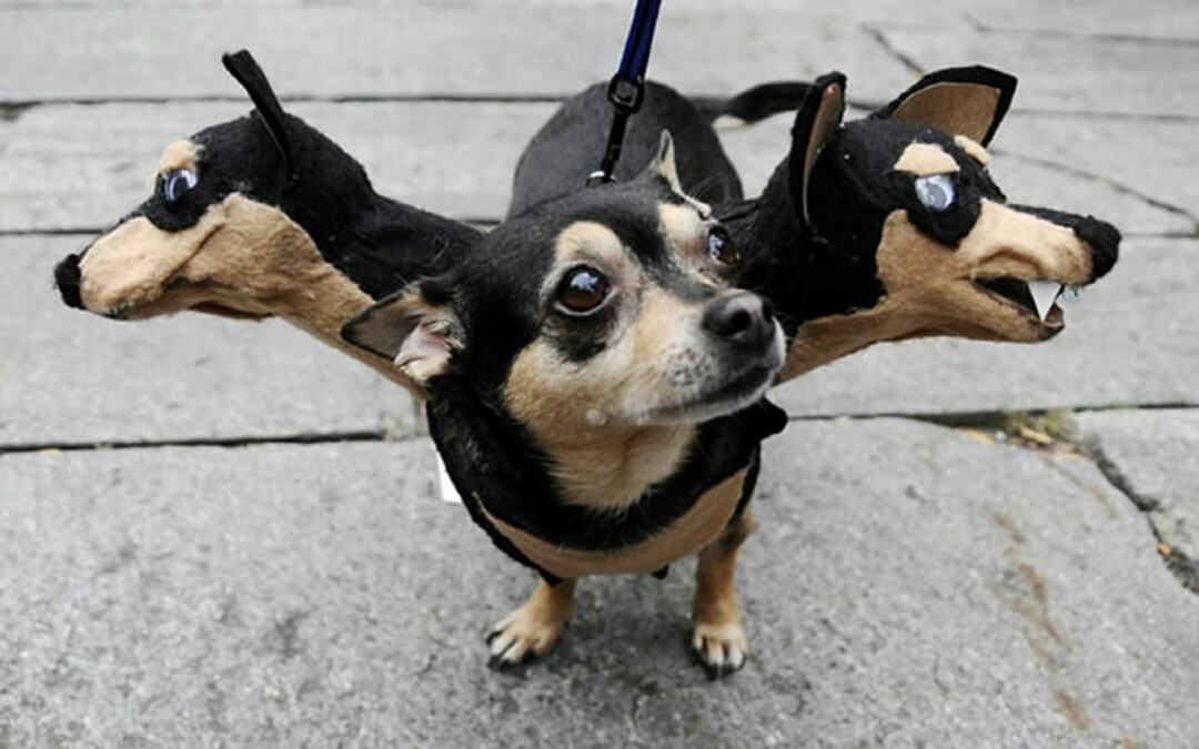 doglovers76's tweet photo. That's a "WOW" looking costume. #doglovers #lovedogs https://t.co/bDBEAMxGG7
