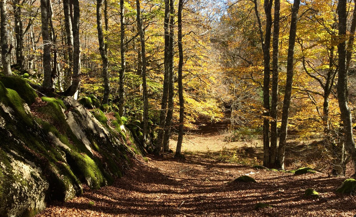 javiermarrodan's tweet photo. Menos más que el otoño es trasfronterizo. https://t.co/mxRBXQcr5f