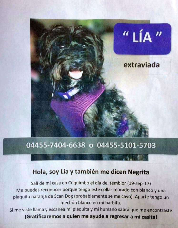 presenciaanimal's tweet photo. @MascotasSismo Lia sigue perdida . Por favor RT #Sismo19S #lindavista #CDMX https://t.co/w0IkDQBJfu