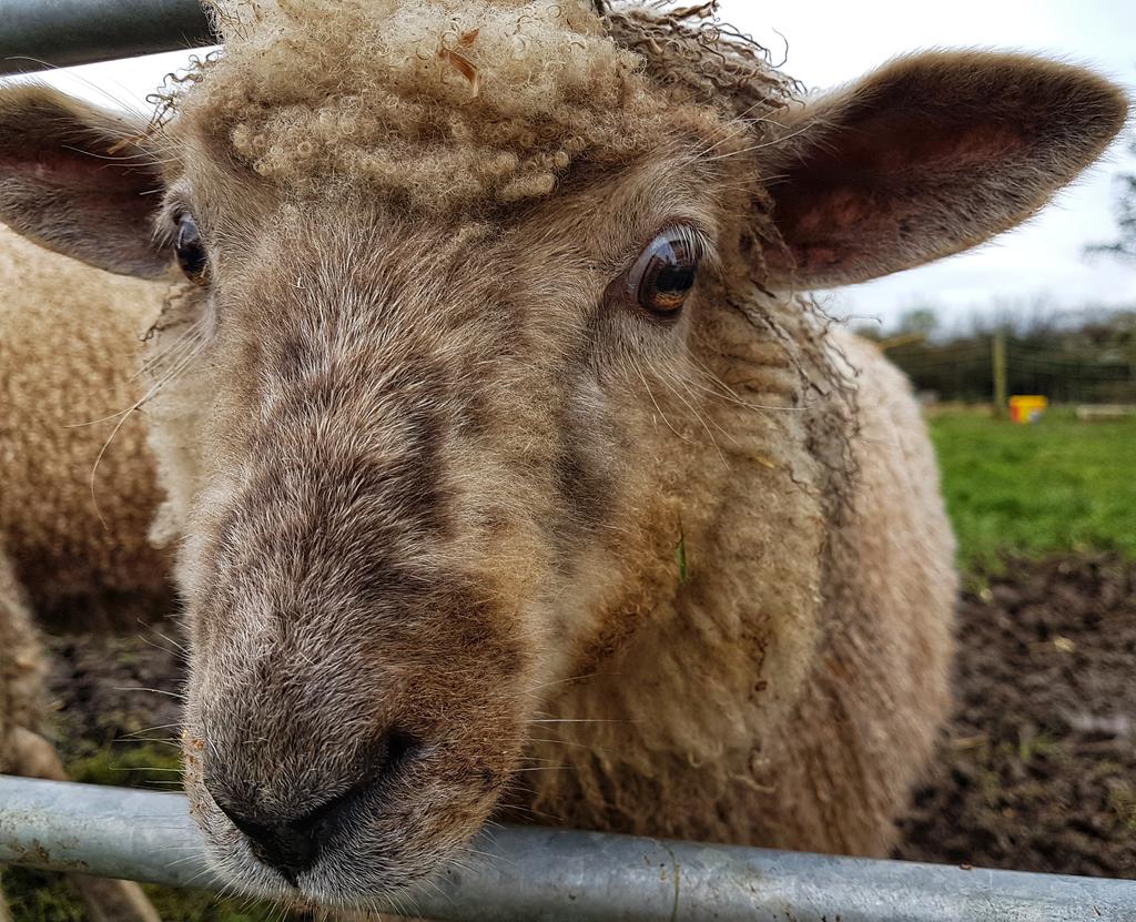 WildCottage's tweet photo. This is Eliza, one of the sheep at Meet The Wool. They all will eat right out of your hand-- just as sweet as can be 😍 #Ireland #woolsheep https://t.co/7r92MuKg5h
