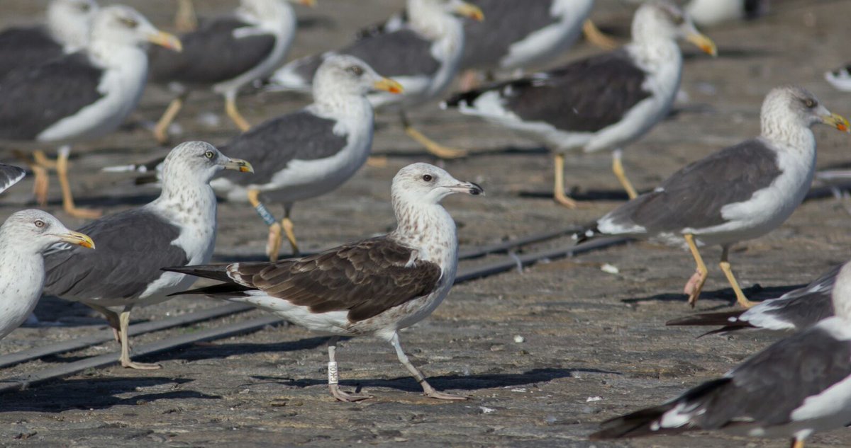 OnlyGulls's tweet photo. Baltic Gull among graellsii and one 'intermedius type' LBBG https://t.co/V9dwapojFG