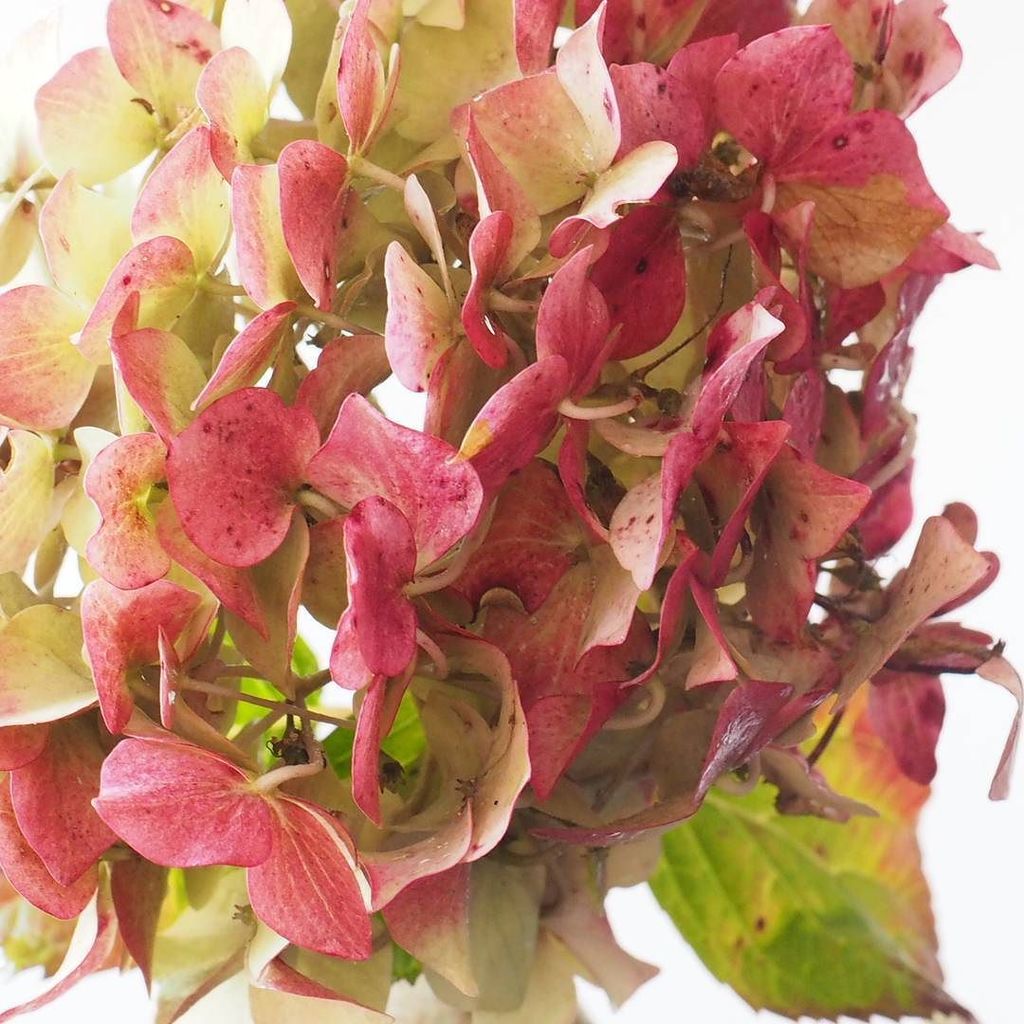 sarahhillfloral's tweet photo. Hydrangeas in autumn are just the dream 😍😍😍
.
.
.
.
.  #sheislight #gritandvirtue #asecondofwhimsy #flashesofdelig… https://t.co/sGCeuZwucs https://t.co/Zolwq14CSA