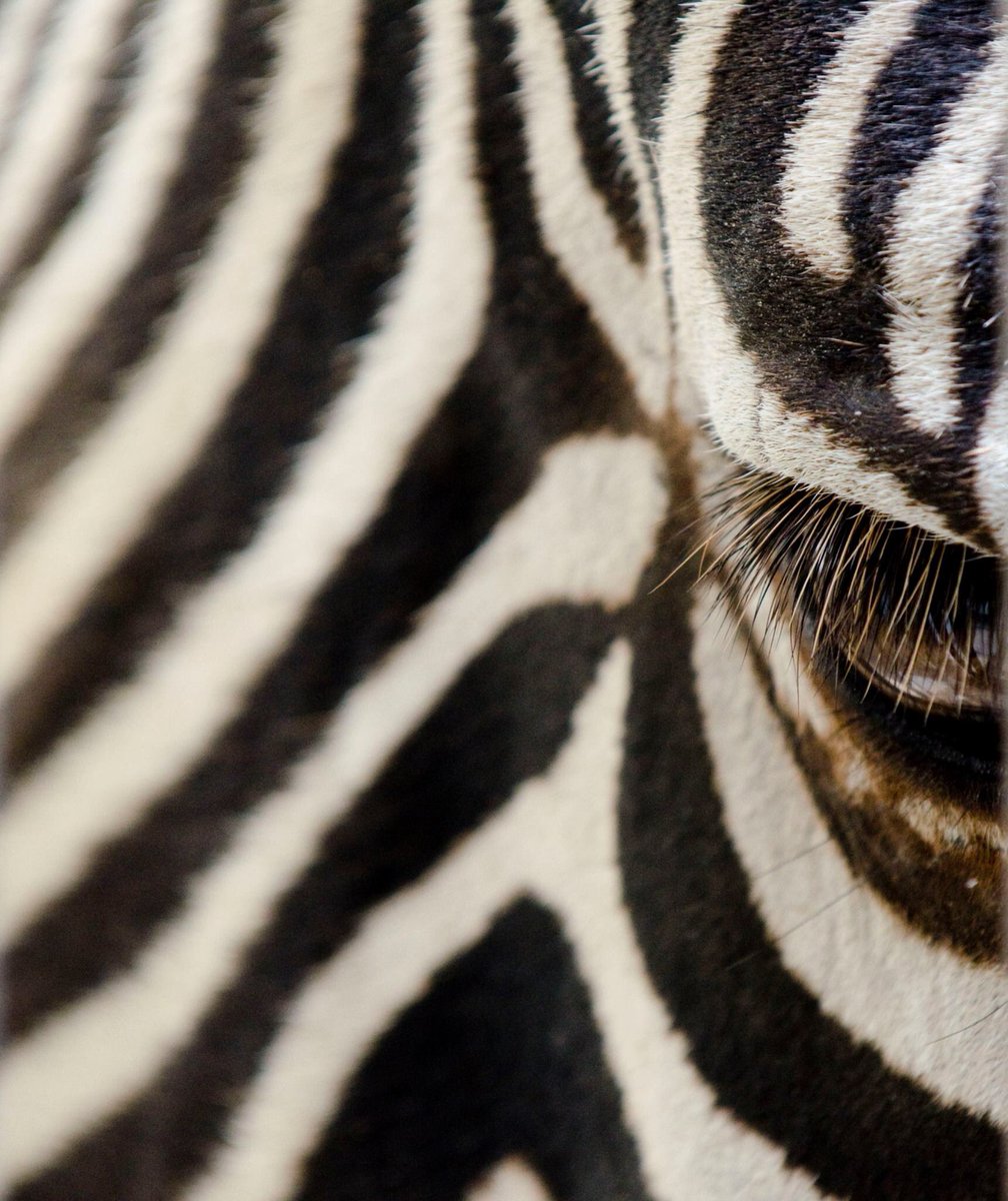 are zebras with black stripes black are zebras with black stripes black