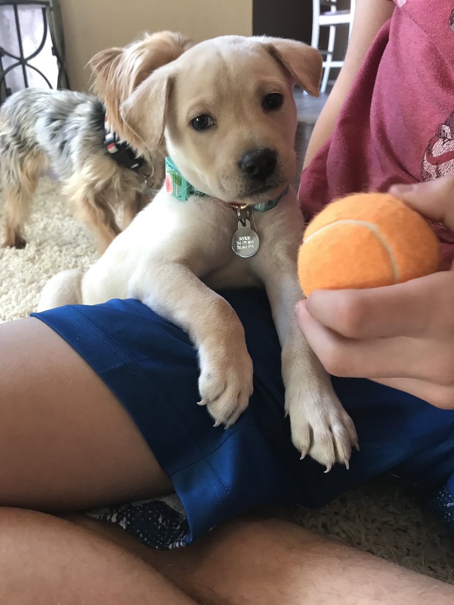 Tizzy_Bee's tweet photo. Everyone meet Sookie https://t.co/h8VIMYDvSh