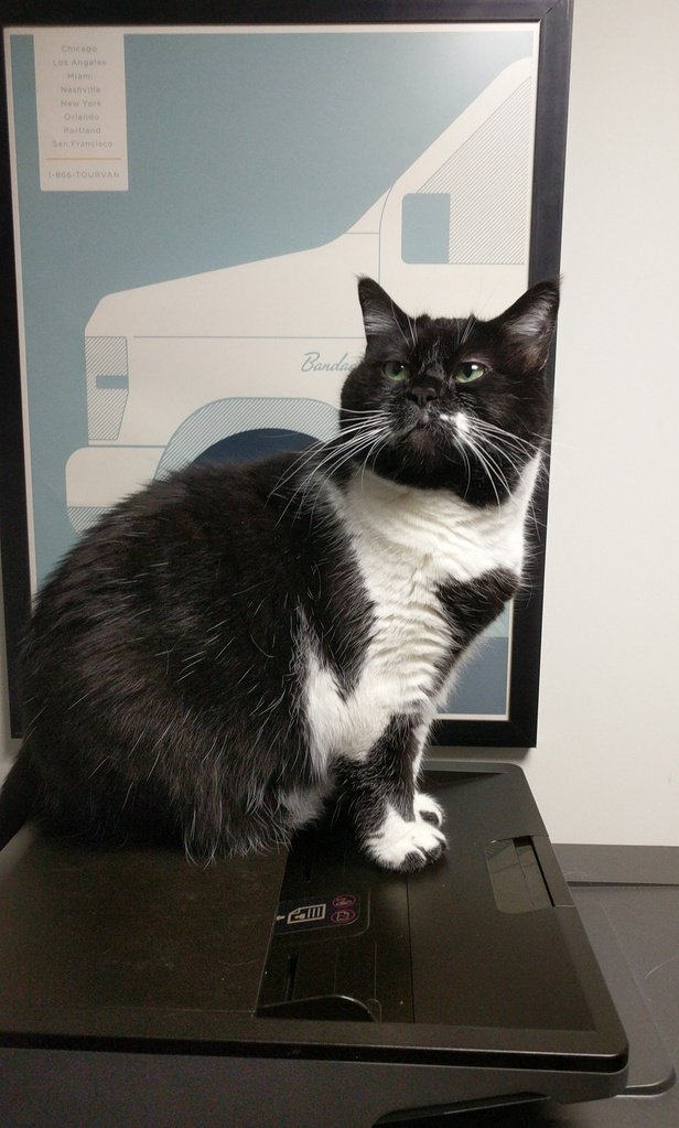 Bandago's tweet photo. Happy #NationalCatDay to our Head Of Security/HR "TwoPaw Kitty ShawPurr" https://t.co/rOfSdKahTD