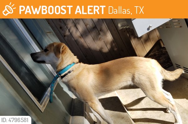 LostPetsDallas's tweet photo. Please RT! #found #pet in #Dallas #TX 75203 seeking owner https://t.co/bwIPKv4Ua2 https://t.co/RAsrELOWza