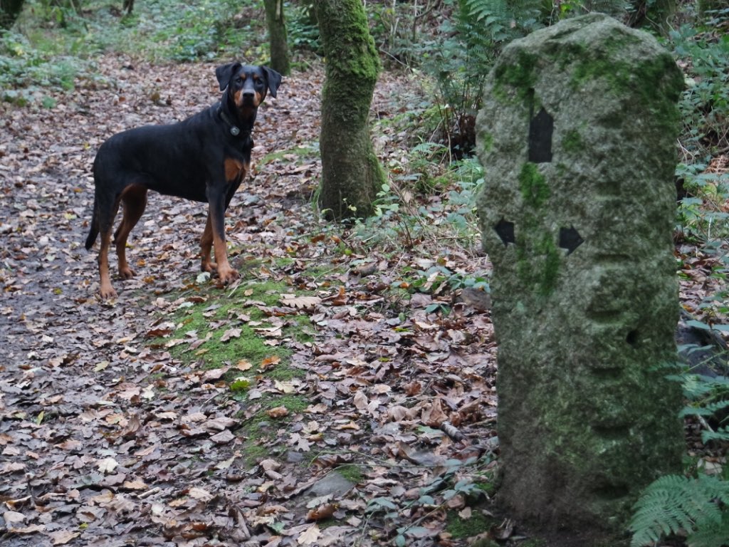 jimpy368's tweet photo. #walking #cornish #miningtrail with Sophie #doberman @ClubDobe @CwallWildlife @dogcelebration #dogsoftwitter #GetOutside #Explore #kernow 🐾👣 https://t.co/oiDTeKrsOm