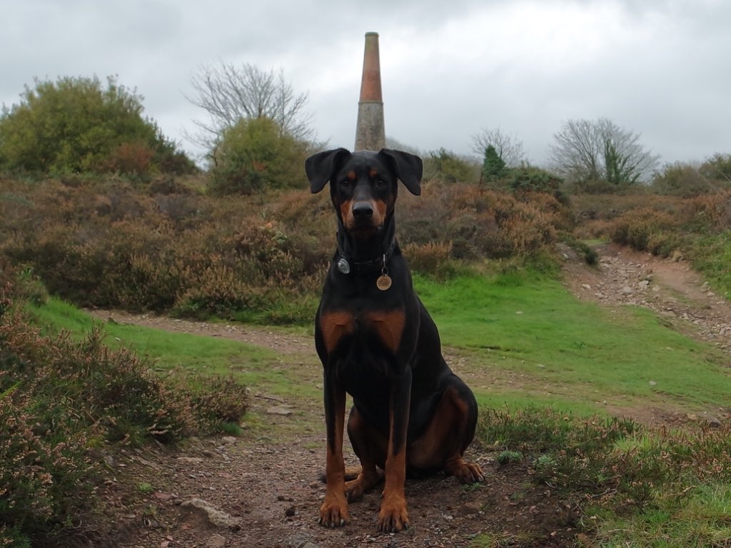 jimpy368's tweet photo. #walking #cornish #miningtrail with Sophie #doberman @ClubDobe @CwallWildlife @dogcelebration #dogsoftwitter #GetOutside #Explore #kernow 🐾👣 https://t.co/oiDTeKrsOm