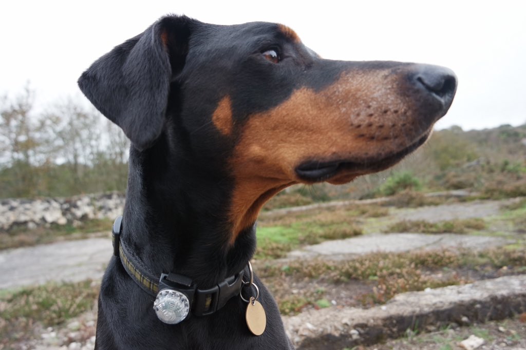 jimpy368's tweet photo. #walking #cornish #miningtrail with Sophie #doberman @ClubDobe @CwallWildlife @dogcelebration #dogsoftwitter #GetOutside #Explore #kernow 🐾👣 https://t.co/oiDTeKrsOm
