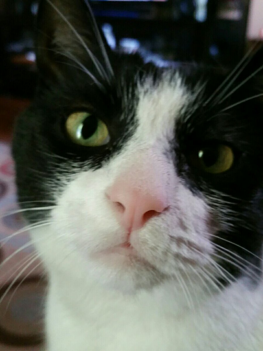 mccbunny's tweet photo. Happy cat day! #CatDay #bestcataward #cutecats #CatsOfTwitter #cats #catsofinstagram https://t.co/gOClODDwGH