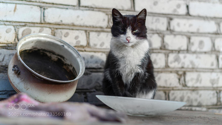 marwanco's tweet photo. Cat by alyabev via @marwanco https://t.co/AXcQkc01qS