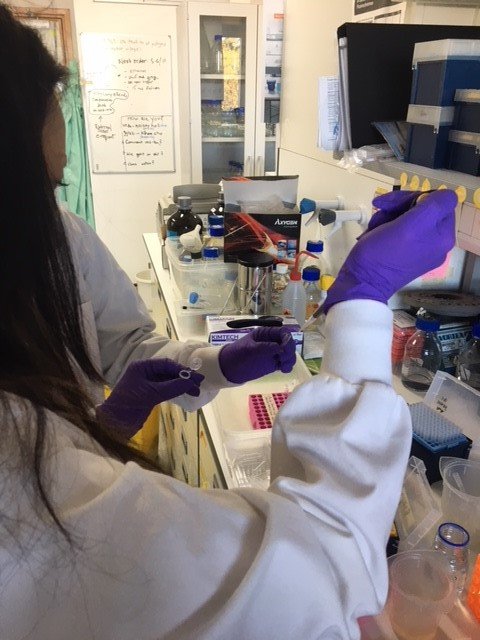 Helenpenk's tweet photo. Day 4: Neutrophils, Kinases and mice with human antibodies! https://t.co/ZCnbDUiK0z https://t.co/9bkdYmVx7c