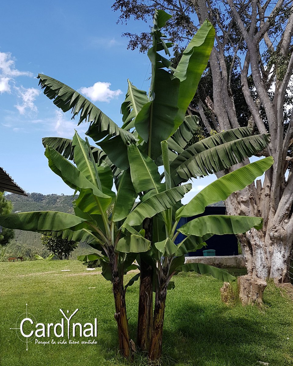 cardynal_org_co's tweet photo. No hay otro tiempo mejor que éste para reverdecer.
#porquelavidatienesentido
#patologíadual
#comunidadterapéutica
#cardynal https://t.co/ucDkHqrpPT