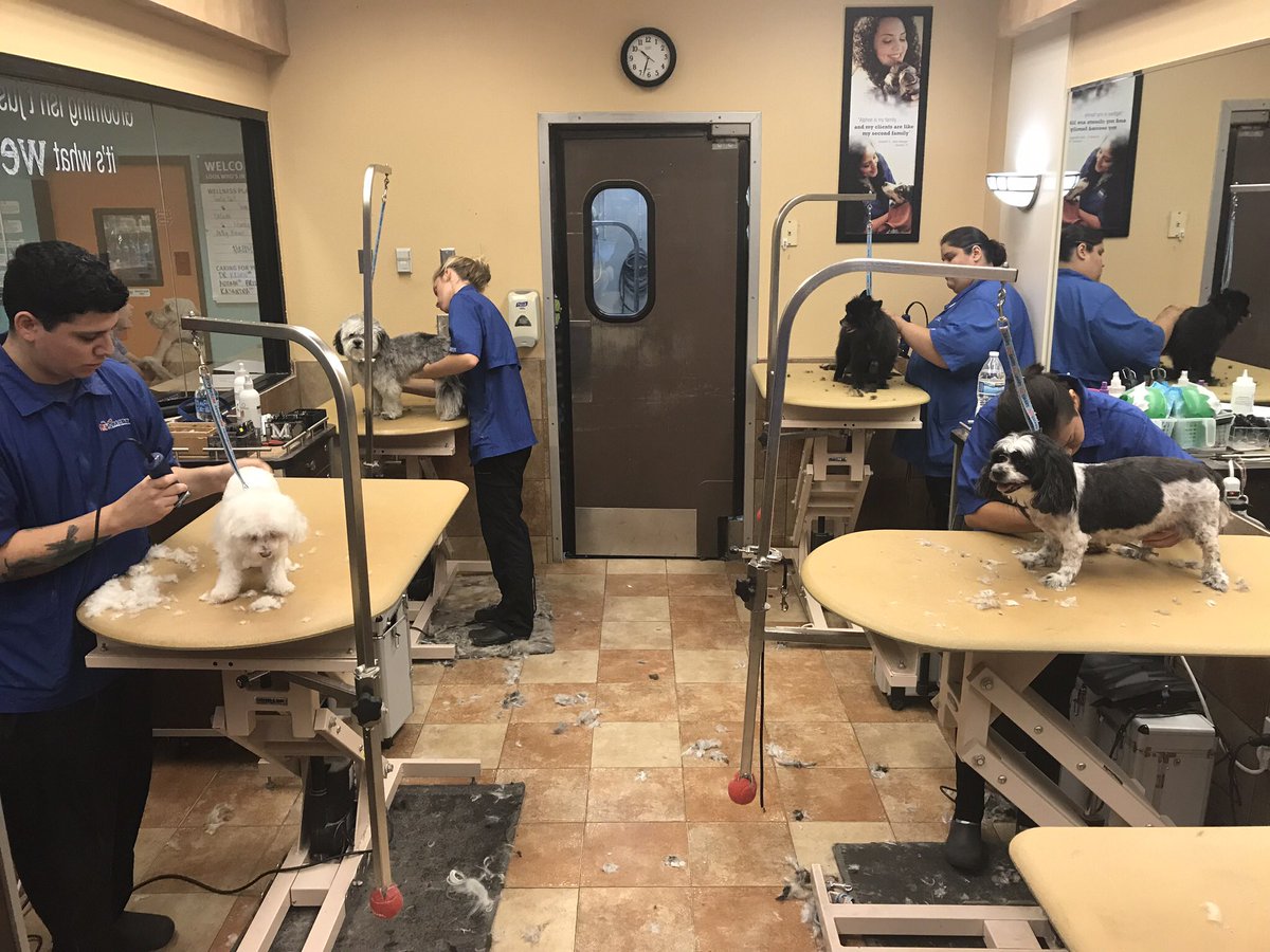 VicarsAndrea's tweet photo. Students are grooming away!!! https://t.co/wDCJEuPX7e