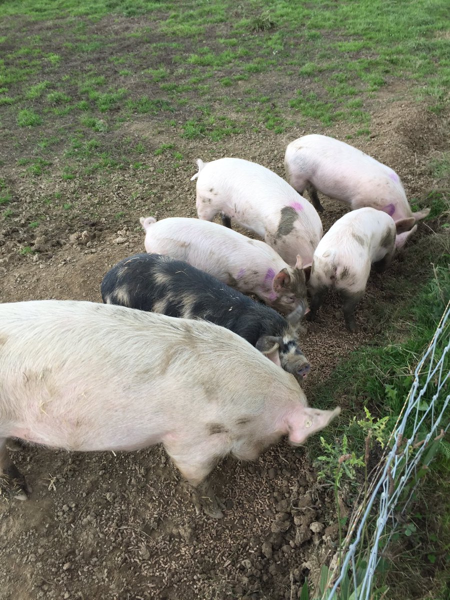 TedfoldPigs's tweet photo. March born Fatima and Guido the kune being lovely to some late July born Middles #friendsalready #sharing food https://t.co/oCHMR9zjTR