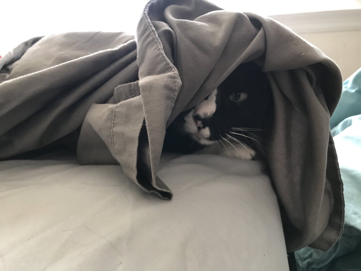 It’s #NationalCatDay ? No one told me