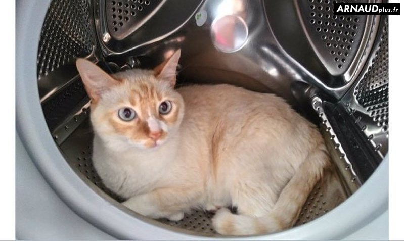 Arnaud_Nymes's tweet photo. -C'est quand le départ?
-Sors de là !
-Je suis Thomas Pesquet
-NON T'ES UN CHAT DANS UNE MACHINE A LAVER BORDEL https://t.co/58XPBoMMG8