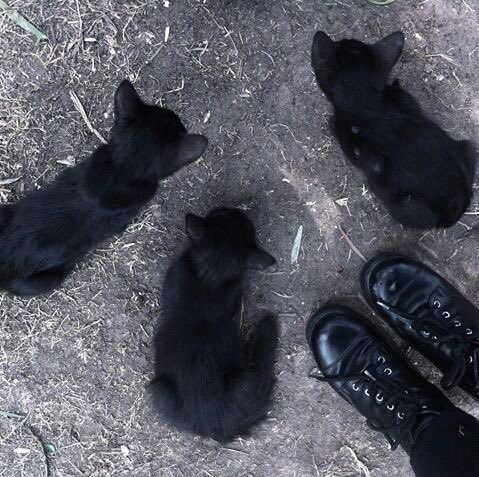 —  #NationalCatDay ;