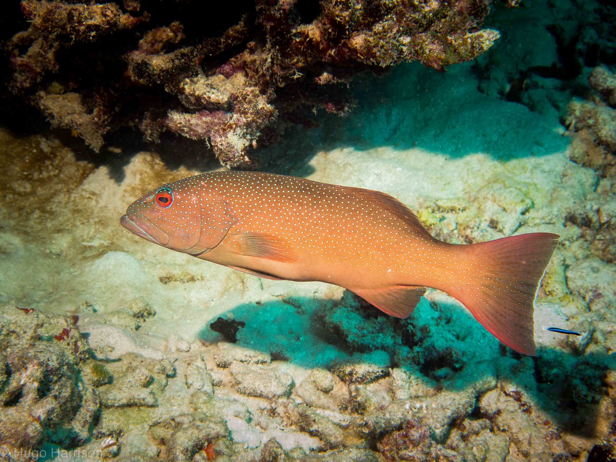 Have you been catching hybrid #CoralTrout? The #GreatBarrierReef #CapBunkers have ~5% hybrid trout #MolecularEcology onlinelibrary.wiley.com/doi/10.1111/me…