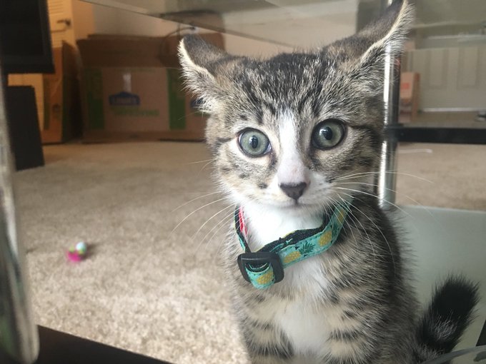 My lil minx lol https://t.co/1cobIbrThw<a href="/tag/adoptdontshop"class="tags"><span>&#35;adoptdontshop</span></a>