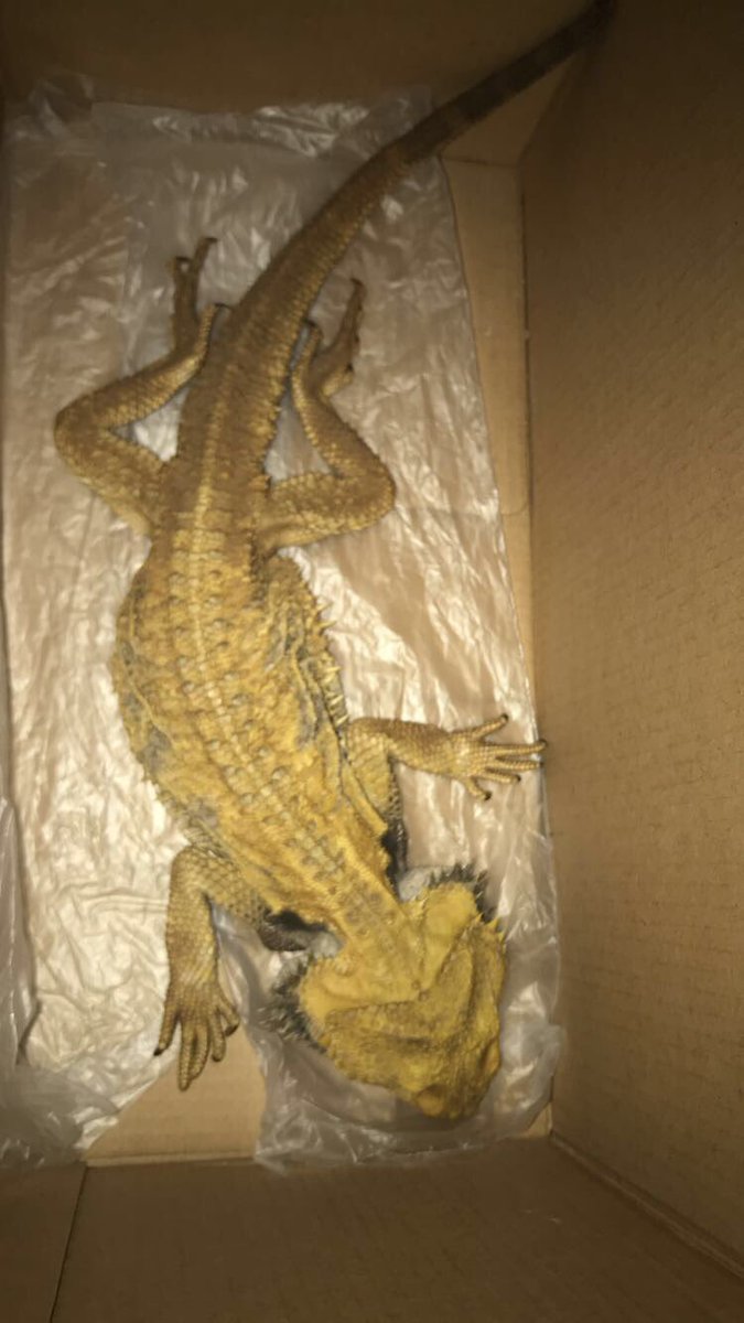 CollieSox13's tweet photo. Rip sheldon best bearded dragon ever🦎 #beardeddragon https://t.co/x6dl375YPw