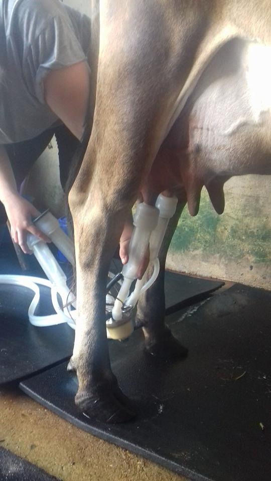 CalfAtFootDairy's tweet photo. Fresh batch of #Organic #Raw #ChocolateMilk straight from the brown Cow #HumaneMilk #CalfAtFoot #HumaneDairy FarmGate open 24/7 #SelfService https://t.co/BXsLsfiBEl