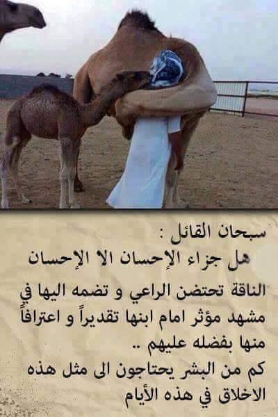 Rabee08465339's tweet photo. منقول https://t.co/pmbpN0oRsr