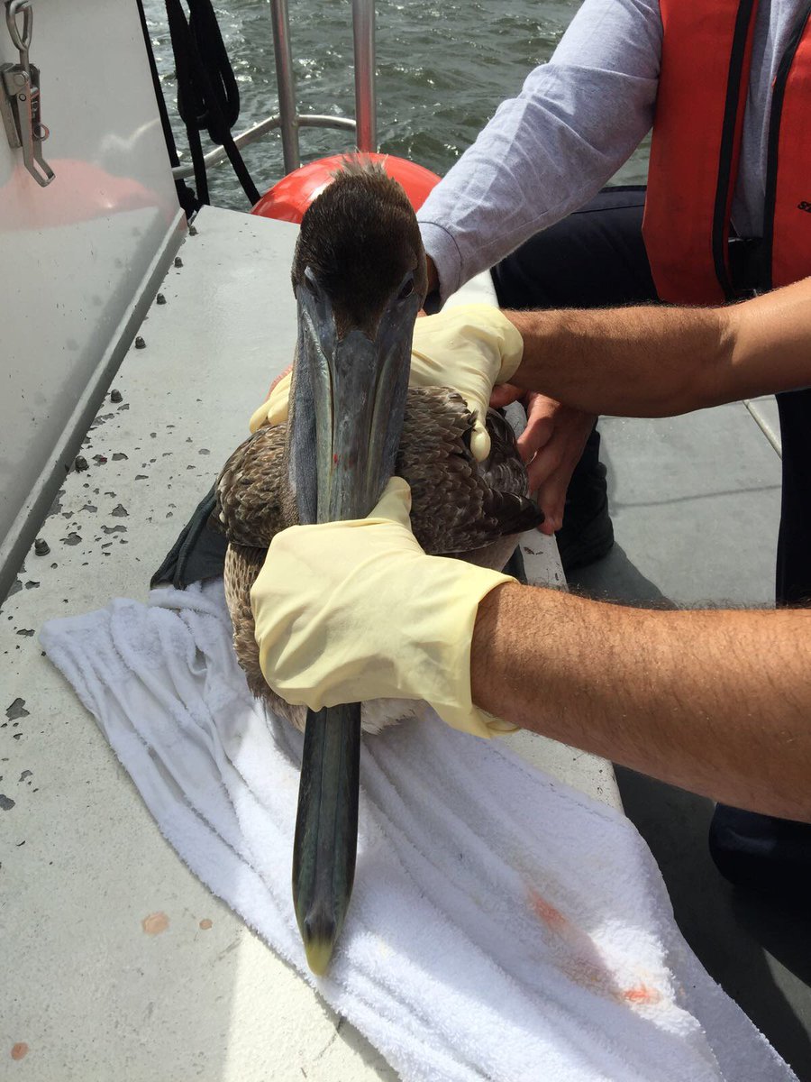 PHOTOS: Miami-Dade firefighters help pelican tangled in fishing line at Haulover Marina bit.ly/2iIk11b?source… https://t.co/ux4K3f9PDE