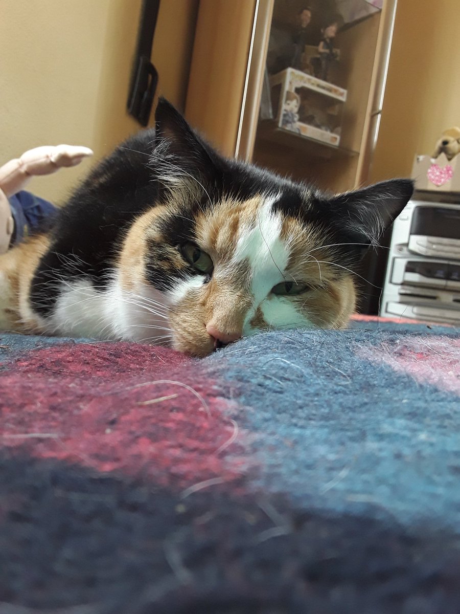 Amy2008Amy's tweet photo. @NormansCat happy cat day🐱🐈❤😚 https://t.co/KpMJHLWCVV