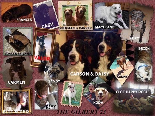 TheGilbert23Mom's tweet photo. @jb7568 @TrumpSuperPAC These were all of the dogs that died that day,my 2 were killed there! All felonies dropped against Senator Flakes son! justice 4 #gilbert23 https://t.co/RYGo5DX4lL