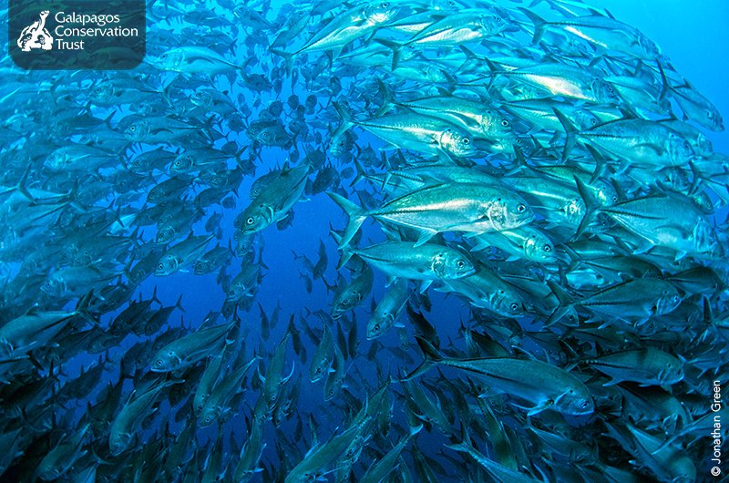 galapagossip's tweet photo. Look at those travelly fish twice next time you're snorkelling! #BluePlanet2 #birdeatingfish https://t.co/8NgG97lWxk