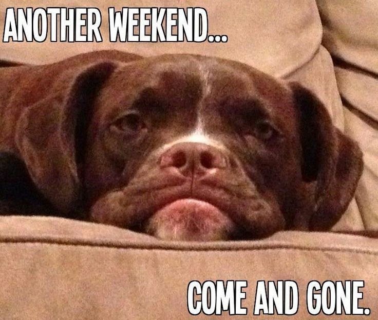 Here's hoping everyone had a productive weekend! #rescueneversleeps #RescueDogs #weekendwarrior #dogsofinstagram #dogsoftwitter #hhrt
