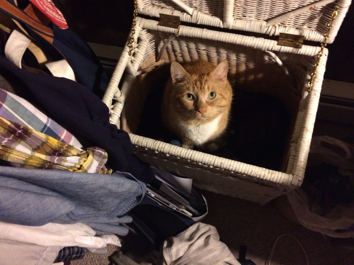 ProfesorPickles's tweet photo. Desmond discovered a new nest last week. Markus is in the laundry now bc he wants to see what the big deal is, but he’s like, weird about it https://t.co/aBz74SM3Sk