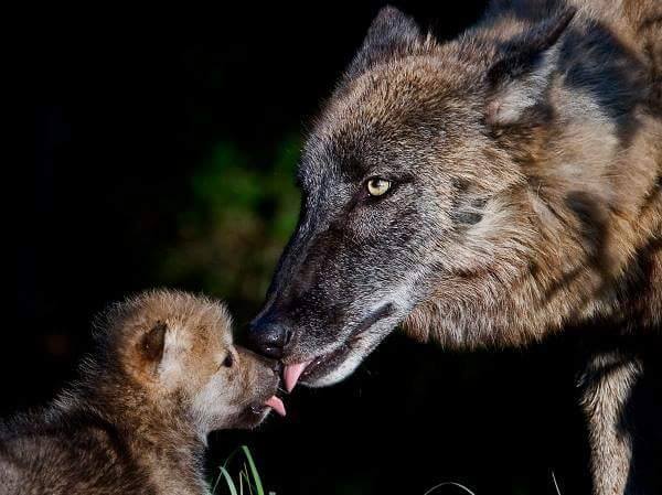 kayanecheyenne's tweet image. On me juge nocif.
Qui de l'homme ou du loup l'est le plus ?
A méditer...

Dormez bien 😘🕊️❤️🌛🌟
OFF...