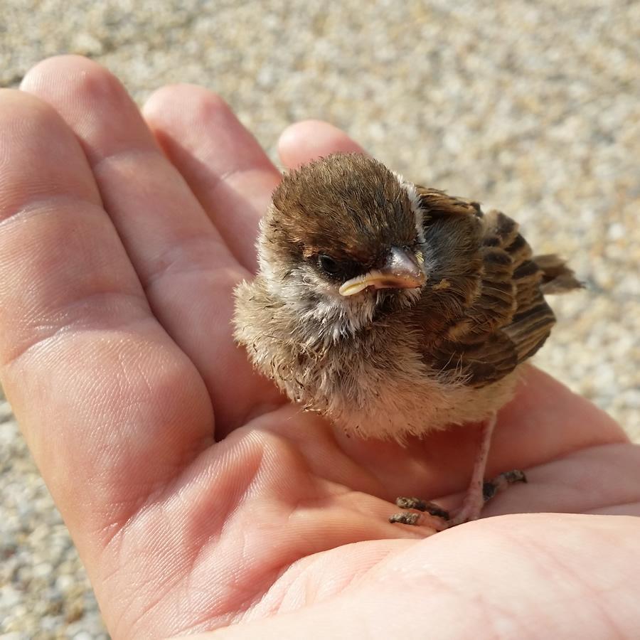 kayanecheyenne's tweet image. Il est des mots si doux qu'on peut apprivoiser comme on apprivoise  un petit oiseau.
Ce petit oiseau vient les chuchoter à votre oreille.