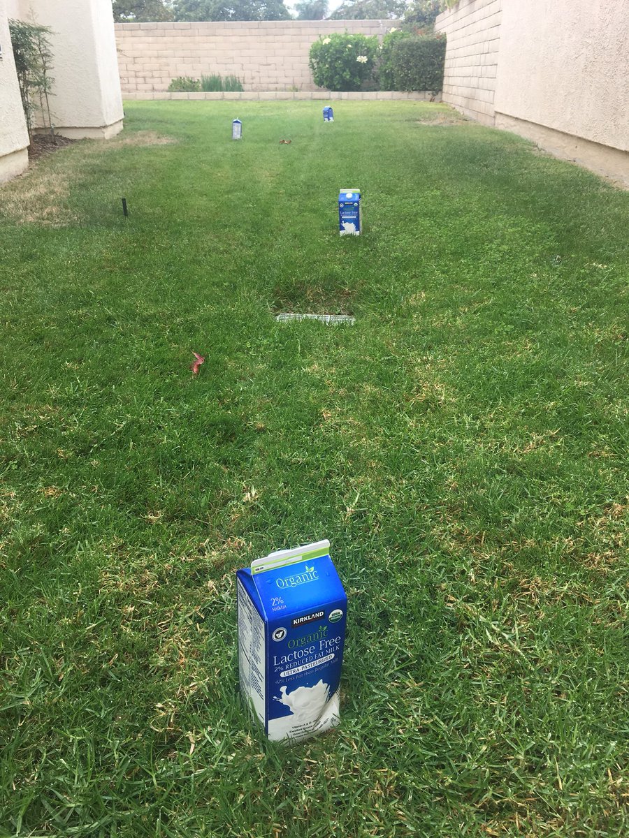 AngelaMinjiKim's tweet photo. Thought this was a weird Halloween decor but it’s milk cartons that my grandma put out to scare this dog that’s been pooping in the yard🤷‍♀️ https://t.co/63dwW4Jcqc