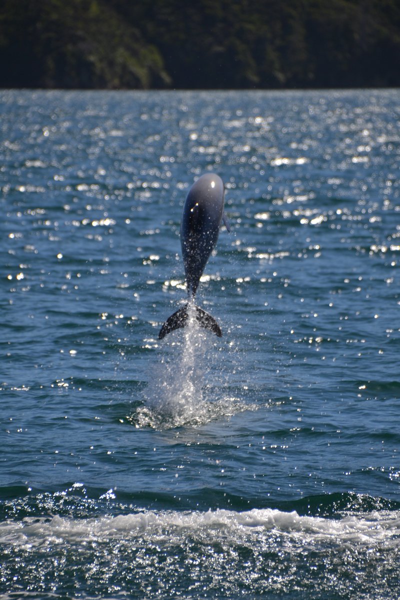 mc7774's tweet photo. Dolphin 🐬 Marlborough Sounds - @PureNewZealand 🇳🇿

#Dolphin #NewZealand #Travelvibes #LaRisaEsBonita662 @LaVidaChaChiOfi https://t.co/1eTY9lyVZk