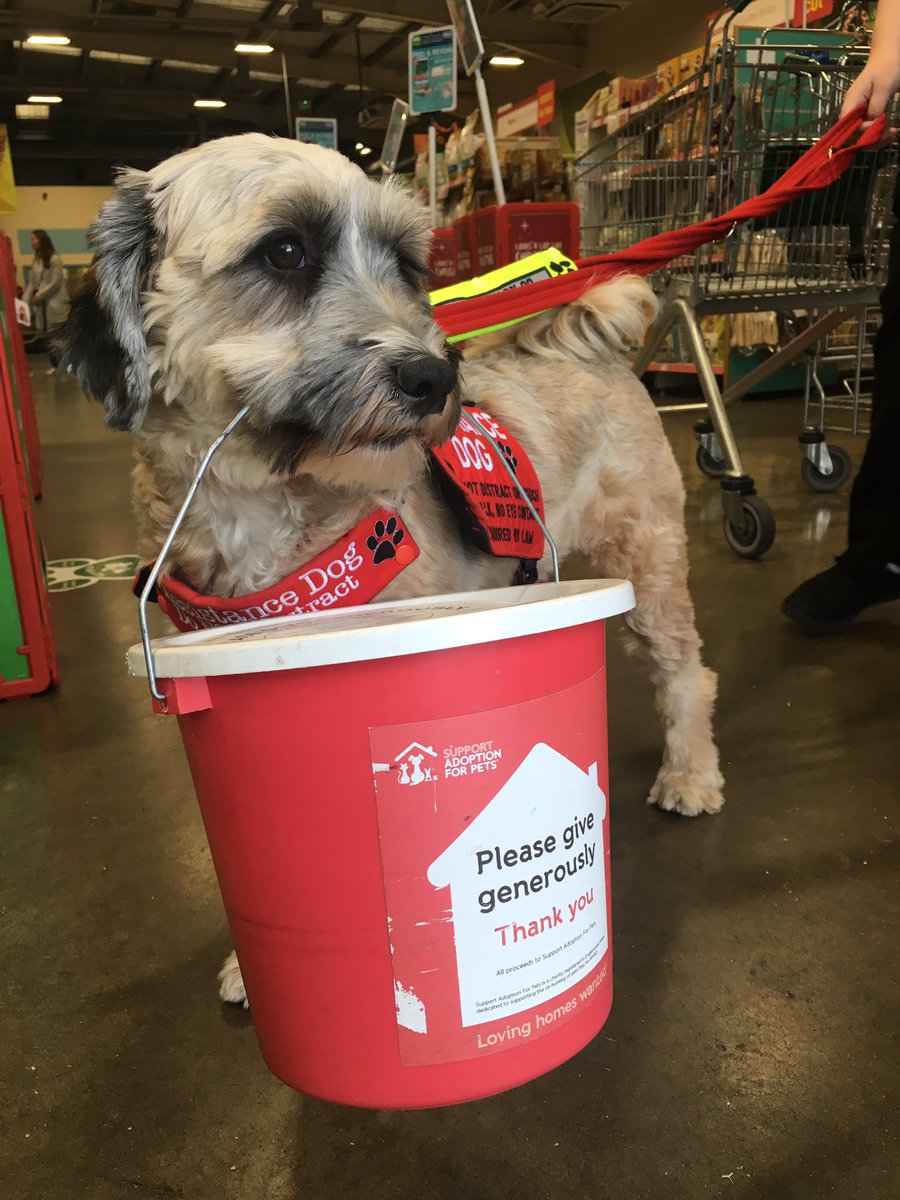 Louiseee_7's tweet photo. Raised £70 for @RSPCA_official today 😊I had plenty of help from Assistance Dog Monty! #assistancedog #medicalertdog https://t.co/CPgeXS45f6
