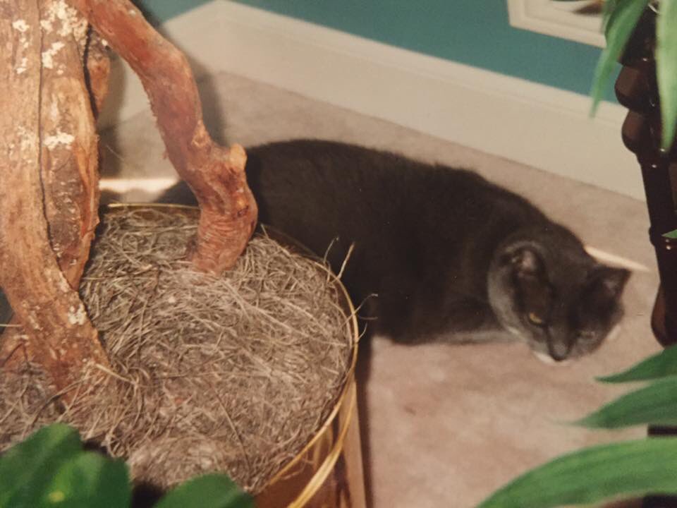 ccyankeechick82's tweet photo. #NationalCatDay In loving memories of these great cats I grew up with. Still miss them a lot. #RIP #Dominc #Beck #Muffy https://t.co/bisnuqzPkH