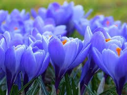 Joze Mama 10月30日誕生日花と花言葉 クロッカス 紫 花言葉 エネルギー 花の形は 秋に咲くサフランによく似てます サフランは紫の花だけですがクロッカスは白 黄 紫と色が豊富 クロッカスの名はギリシャ語の糸に由来 Hippy T Co