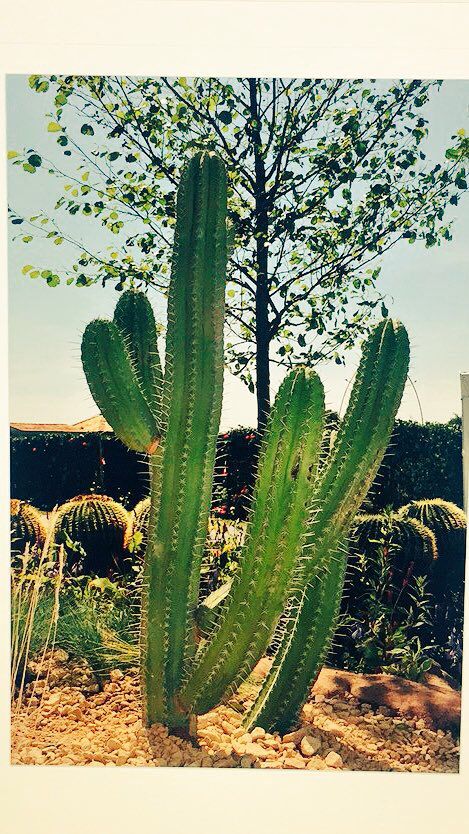 mchljhnmcgrr's tweet image. These 60 year old massive polaskia cactus from our RHS Tatton #cheshire #garden #design are available to buy from @CactusDirect #houseplants