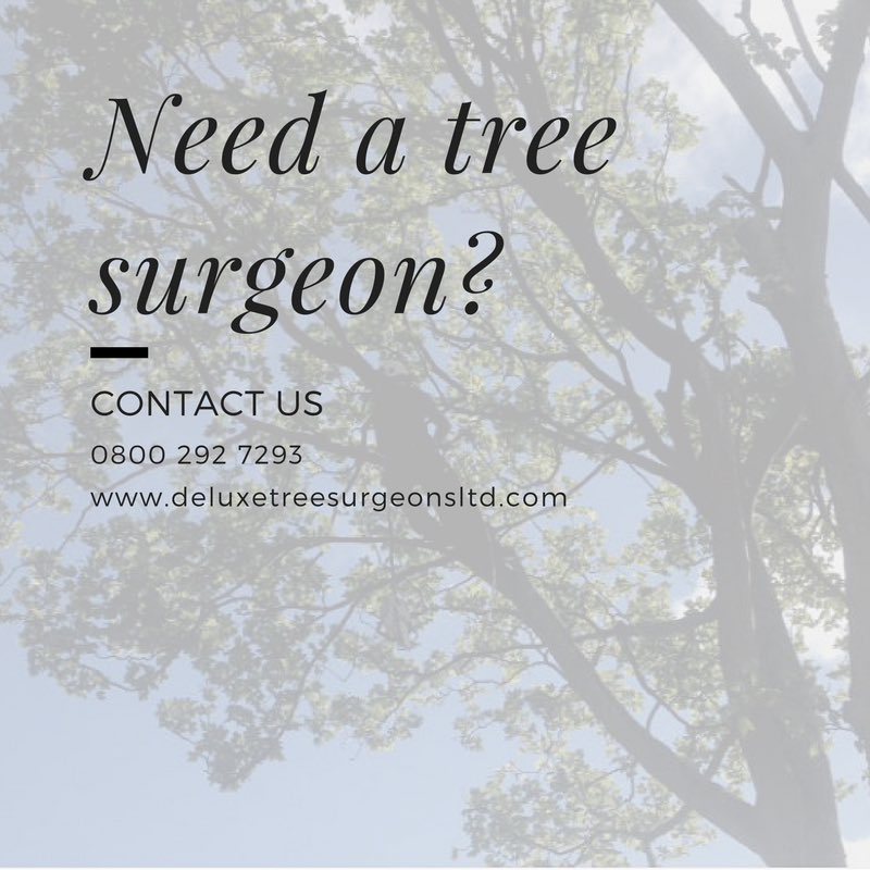 DeluxeTree's tweet image. Retweets much appreciated! #northeast